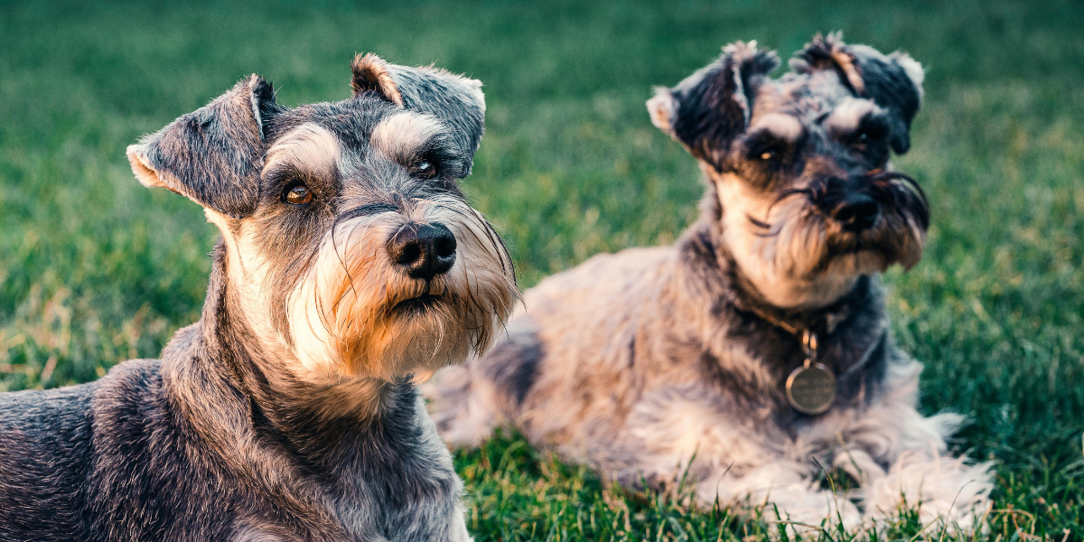 Dois cães