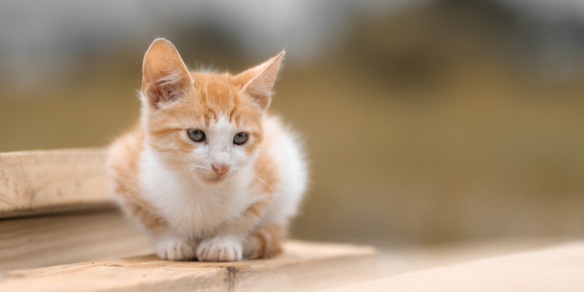 Gato filhote